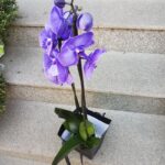 orhidee-phalaenopsis-albastra-2950_2950_1_1539283706.jpg