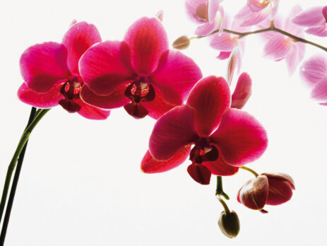 Orhideea, cum se realizează replantarea într-un mod profesionist