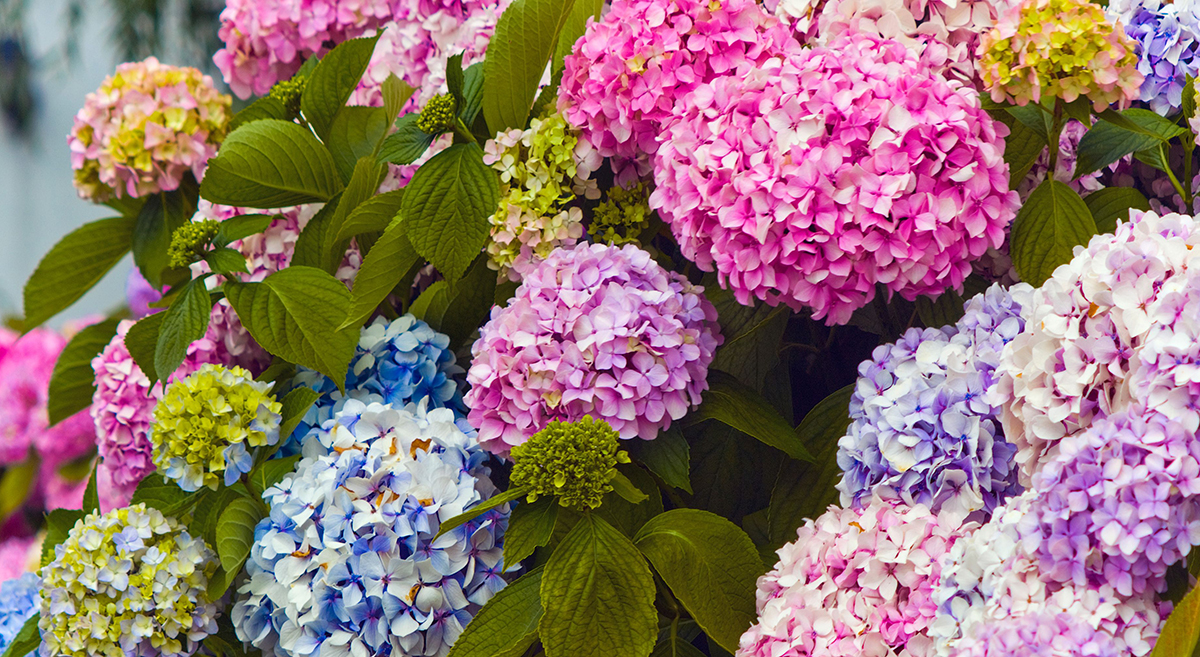 Hortensii, 6 informații interesante despre arbustul viu colorat plin de flori