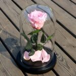 trandafir criogenat in cupola roz